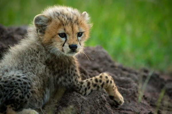 Close Cheetah Cub Relaxing Mound — Stock Photo, Image