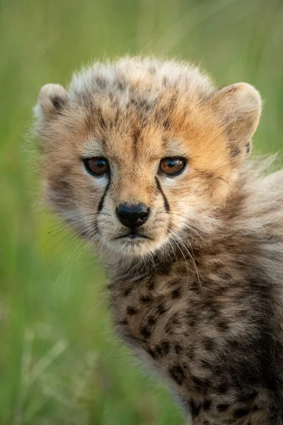 Close Van Cheeta Welp Staan Kijken Camera — Stockfoto