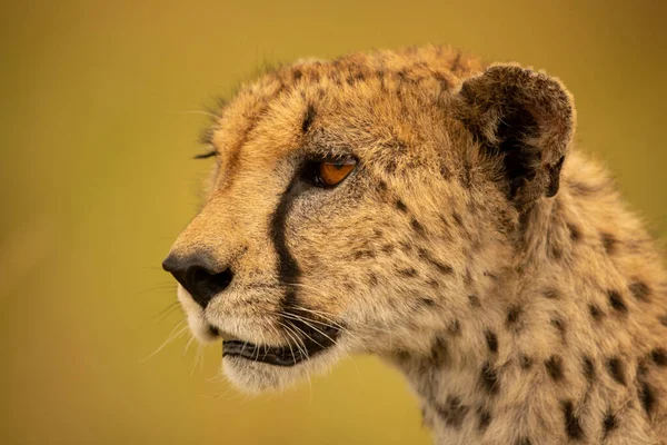 Närbild Gepard Ansikte Med Grön Bokeh — Stockfoto