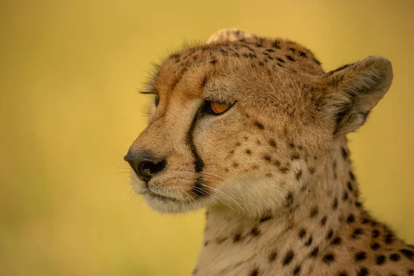 Gros Plan Guépard Face Gauche Ombre — Photo