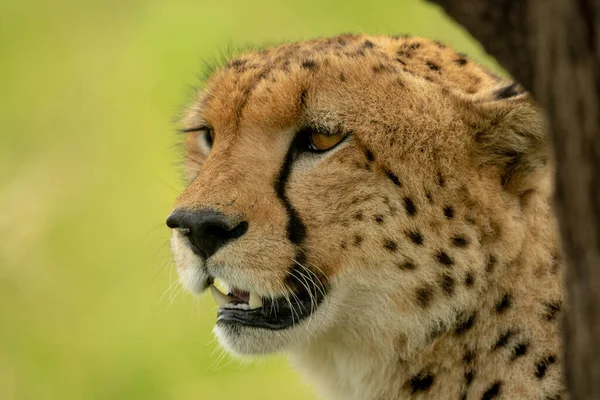 Närbild Gepard Huvud Träd Stam — Stockfoto