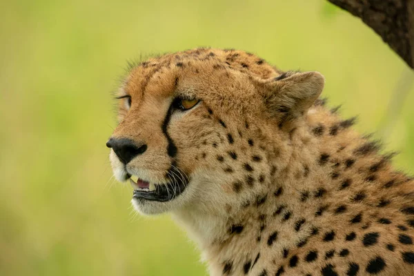 Close Cheetah Head Tree Branch — Stock Photo, Image