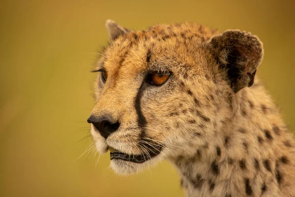 Close Cheetah Head Glowing Bokeh — Stock Photo, Image