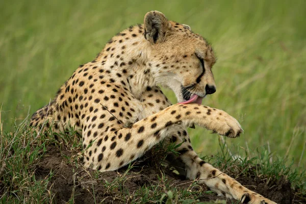 Gros Plan Guépard Léchant Patte Sur Monticule — Photo