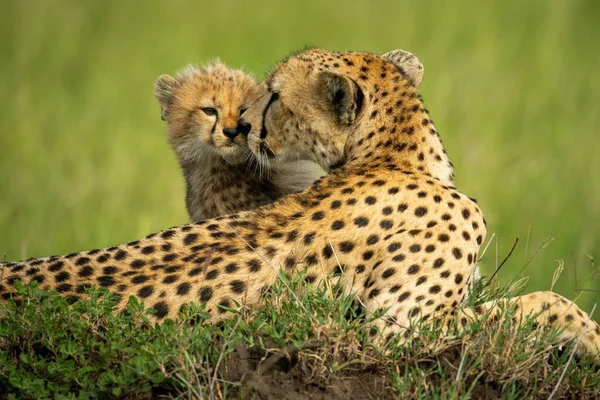 Gros Plan Guépard Narguilé Sur Monticule — Photo