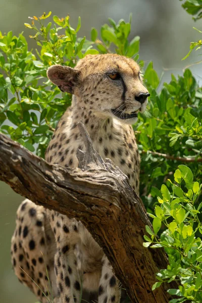 Close Van Cheeta Zittend Bij Lommerrijke Struiken — Stockfoto