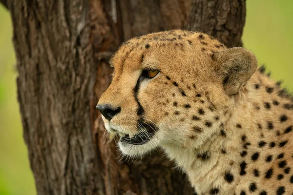 Close Van Cheeta Die Langs Boomstam Staart — Stockfoto