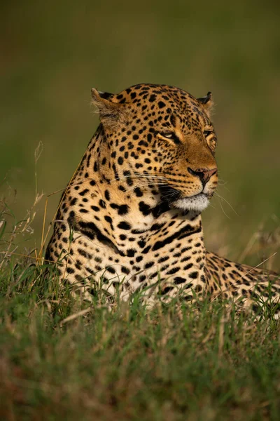 Primo Piano Del Leopardo Sdraiato Nell Erba Lunga — Foto Stock