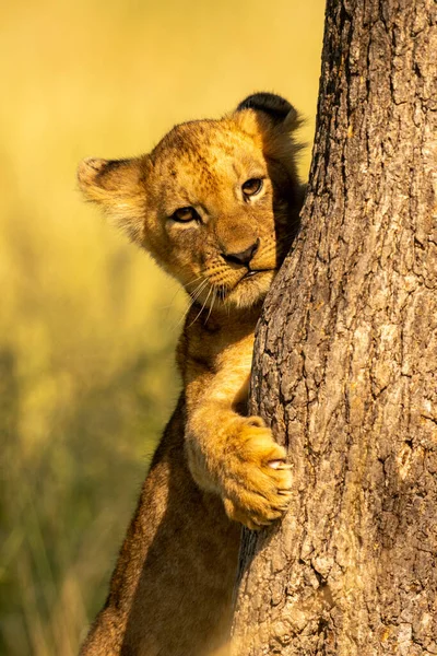 Zbliżenie Lew Cub Chwytając Pnia Drzewa — Zdjęcie stockowe