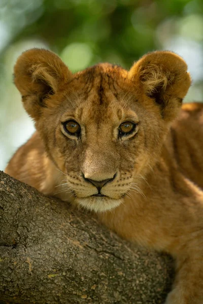 Großaufnahme Eines Auf Ast Liegenden Löwenjungen — Stockfoto