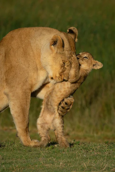 Gros Plan Lionceau Jouant Avec Mère — Photo