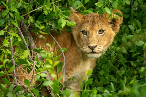 Gros Plan Petit Lion Assis Dans Brousse — Photo