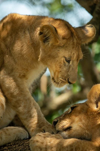 Close Lion Cub Sitting Another — Stock Photo, Image