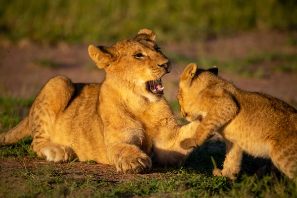 Close Lion Cubs Playing Dawn — Stok Foto