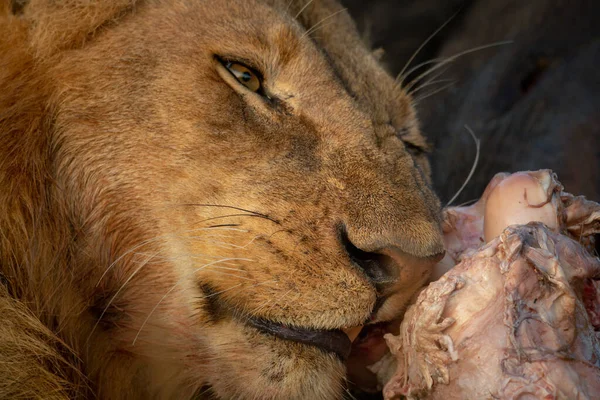 Primer Plano Del León Macho Masticando Canal — Foto de Stock