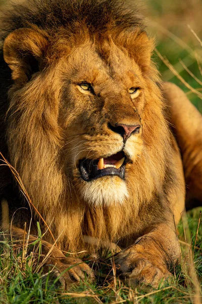 Nahaufnahme Eines Männlichen Löwen Der Der Sonne Liegt — Stockfoto