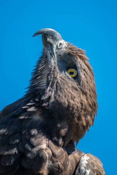 Primer Plano Cabeza Águila Marcial Apuntando Hacia Arriba — Foto de Stock