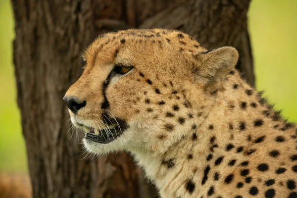 Närbild Sittande Gepard Huvud Och Axlar — Stockfoto