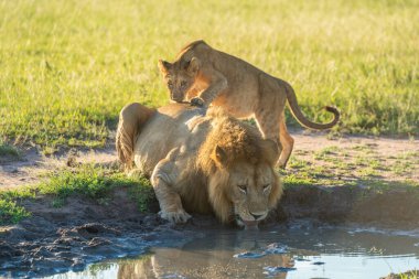Yavru aslan havuzdan su içiyor.