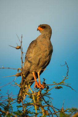 Altın ışıkta çalıların üzerinde kara ilahi söyleyen bir atmaca.