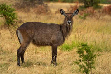 Dişi defassa su geyiği kameraya bakıyor.