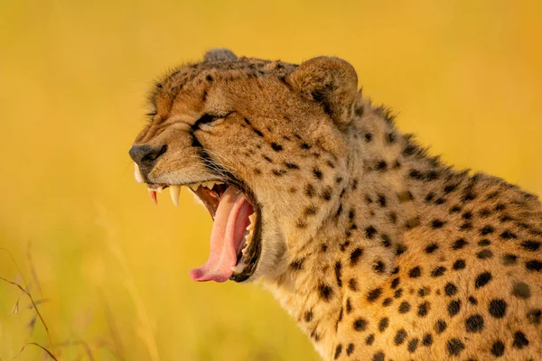 Detailní Záběr Zívající Gepardí Hlavy Ramen — Stock fotografie