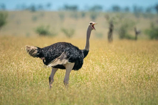 Avestruz Común Para Llamando Hierba Larga — Foto de Stock