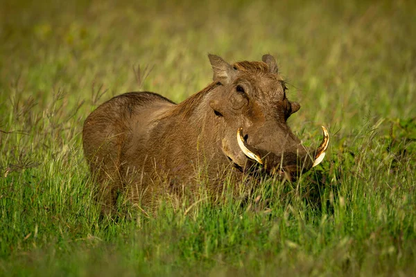 Běžný Warthog Stojí Trávě Pozoruje Kameru — Stock fotografie