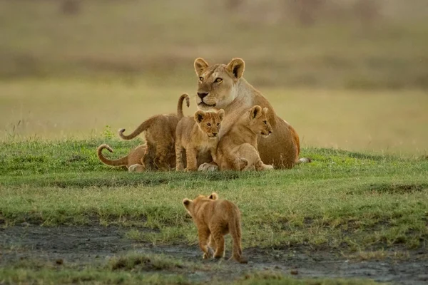 Cub Walks Others Lying Lioness — Stock Photo, Image