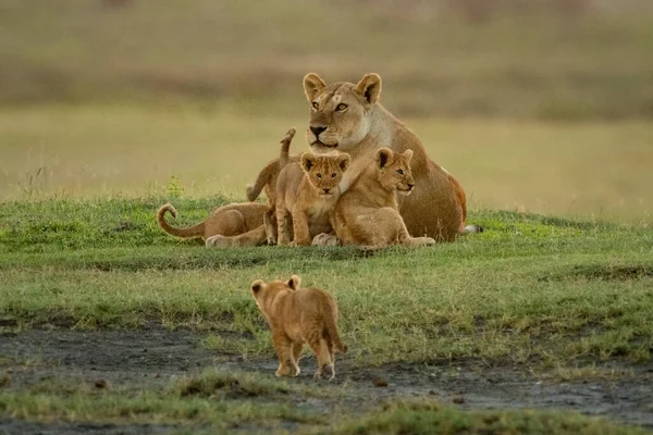 幼崽朝与母狮共眠的人走去 — 图库照片