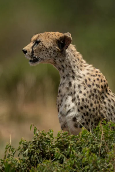 Guépard Femelle Est Assis Face Gauche Derrière Buisson — Photo