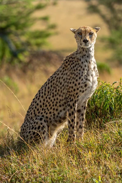 Female Cheetah Sits Grass Eyeing Camera — Stock Photo, Image