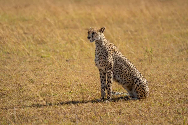 Female Cheetah Sits Grass Casting Shadow — Stock Photo, Image