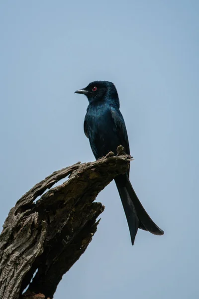 Gaffel Tailed Drongo Döda Träd Stubbe — Stockfoto