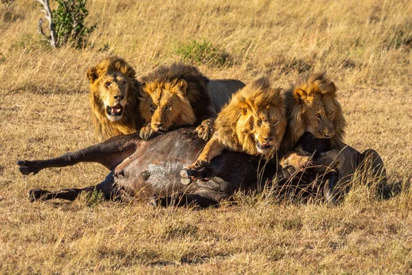 Vier Männliche Löwen Ernähren Sich Von Kapbüffeln — Stockfoto