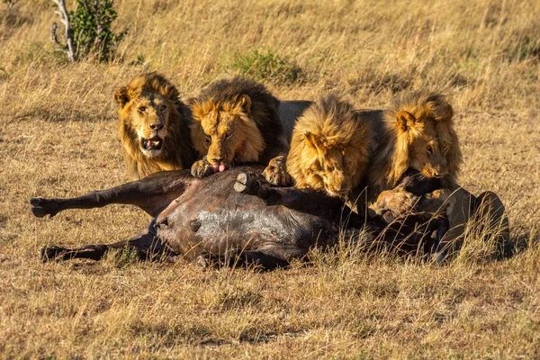 Four male lions feeding on Cape buffalo