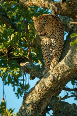 Leopar, benekli güneş ışığında dalda duruyor.