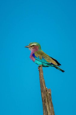 Mavi gökyüzüne karşı kütük üzerinde leylak göğüslü yuvarlak