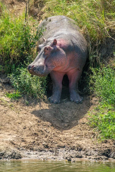 Hippo Stands Bushes Muddy Riverbank — Stock Photo, Image