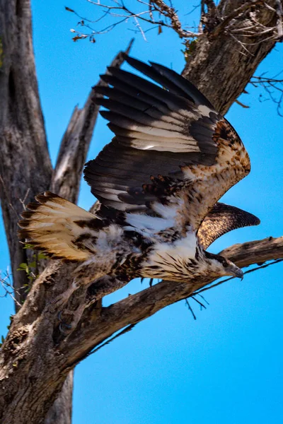 Omogen Afrikansk Harrierhök Lyfter Från Trädet — Stockfoto