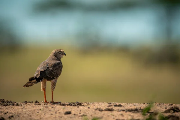 Goshawk Inmaduro Canto Oscuro Horizonte Mirando Derecha —  Fotos de Stock