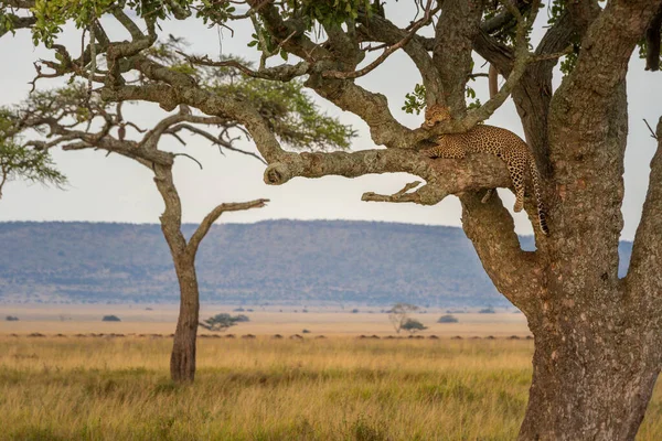Leopard Träd Vilar Huvudet Gren — Stockfoto