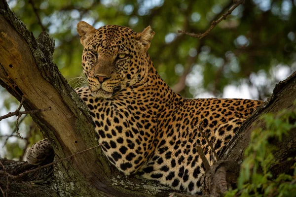 Leopardo Encuentra Sombra Detrás Rama Dividida — Foto de Stock