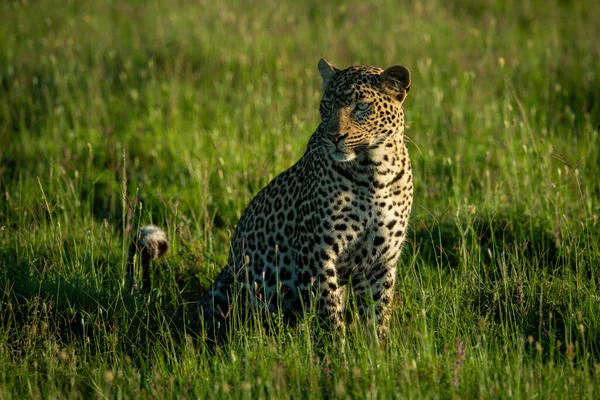 Leopard sits in long grass looking left