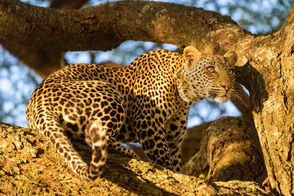 Leopardo Senta Galho Árvore Sol — Fotografia de Stock