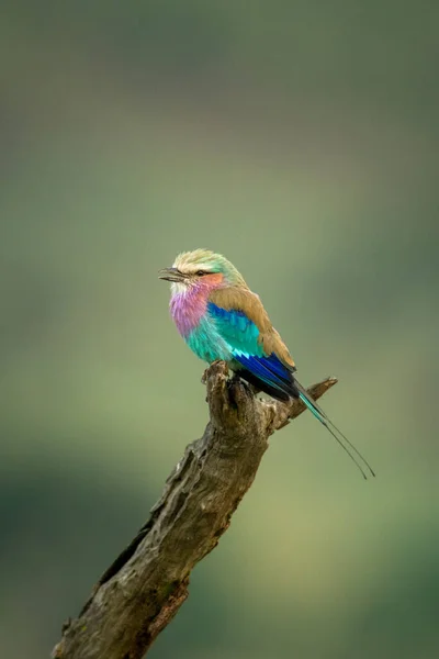 Rouleau Poitrine Lilas Sur Branche Avec Bokeh Vert — Photo