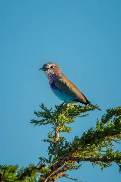 Fliederroller Busch Unter Blauem Himmel — Stockfoto