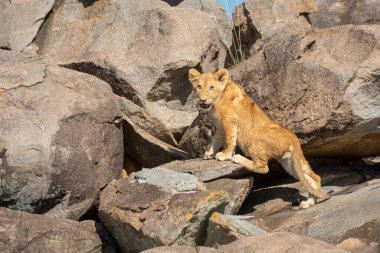 Aslan yavrusu güneşte kayaların üzerinden tırmanıyor.