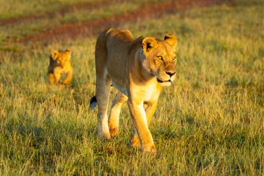 Dişi aslan şafak vakti Savana 'yı yavrusuyla geçer.