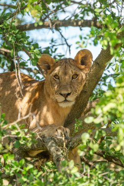 Dişi aslan, dallı kameraya yaslanmış yatıyor.
